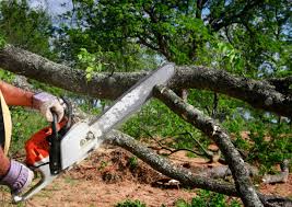 Best Root Management and Removal  in Desnso, CA