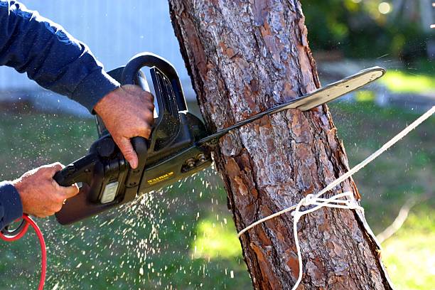 Best Tree Removal  in Desnso, CA