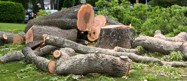 Best Firewood Processing and Delivery  in Desnso, CA