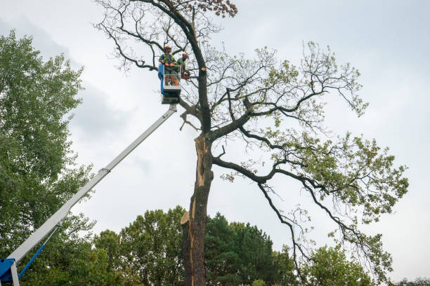  Desnso, CA Tree Removal Services Pros