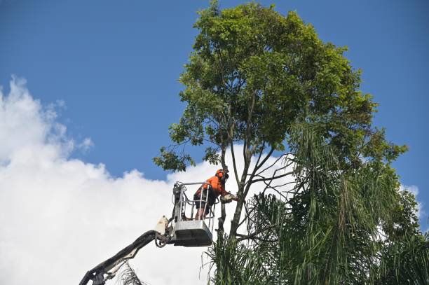 Best Palm Tree Trimming  in Desnso, CA